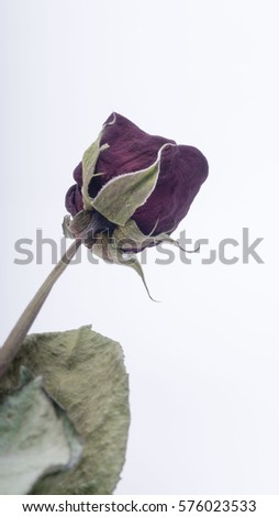 Closeup of dead roses on white background. Selective focus.