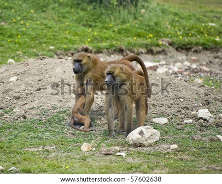 Family of guinea baboons
