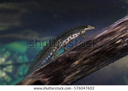 smooth newt - male