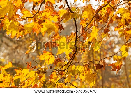 branches with autumn leaves on a sunny day, note shallow depth of field