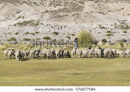 Herd of sheep in Uyuni, Bolivia