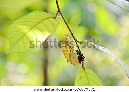 Golden Birdwing butterfly cocoon after molting on tree branch