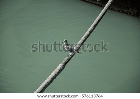 Gull on mooring rope of a boat