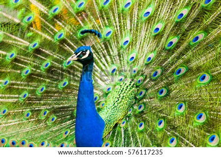majestic peacock with unfolded  tail, poses for photos, looks into the camera - close to the head and tail feathers - background with striped tail
