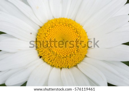 Daisy Close up white flower