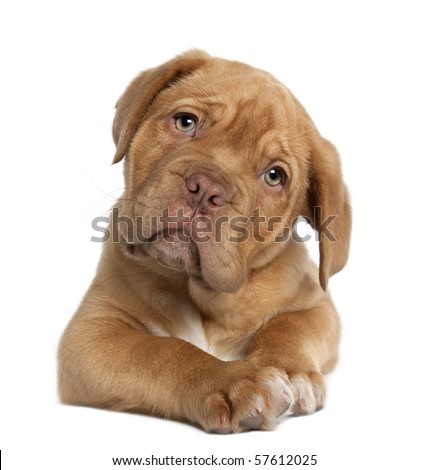 Dogue de Bordeaux puppy, 10 weeks old, lying in front of white background Royalty-Free Stock Photo #57612025