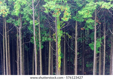 vintage pine tree forest