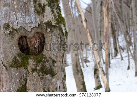 The bark of the tree in the form of heart