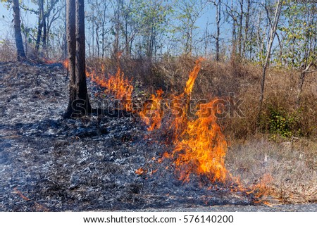 Forest Fire,Wild fire burning tree in red and orange color Roadside 