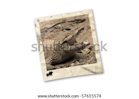 vintage photography of a crocodile