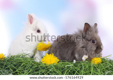Two cute baby dwarf  rabbit sitting in grass with dandelion indoor