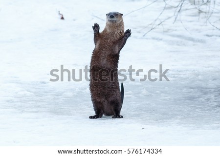 River otter standing and waving on the ice, California, Tulelake, Lower Klamath National Wildlife Refuge, Taken 01.2017