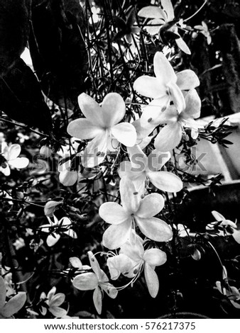 photography of small Jasmine flower - Black and white (B/W) Royalty-Free Stock Photo #576217375