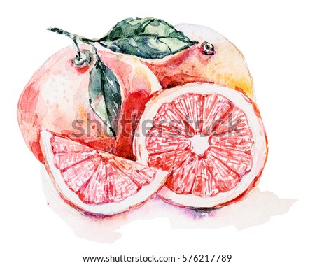Watercolor grapefruit on the white background. Hand drawn illustration.