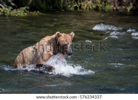An Alaskan brown bear chasing sockeye salmon in the Brooks River in Katmai National Park, Alaska