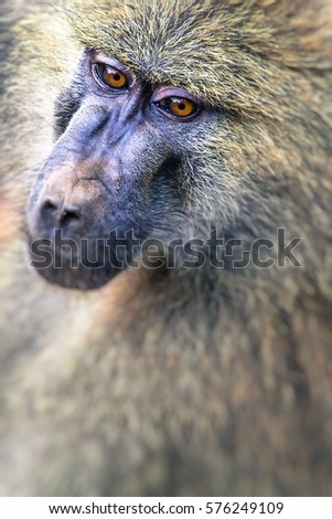 Baboon  Wildlife Reserve in Tanzania, Africa