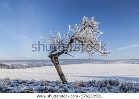 white icy trees in harmonic snow covered landscape
