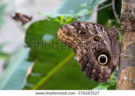 Butterfly with a wing pattern looking like a snake and a owl on the park in Brazil