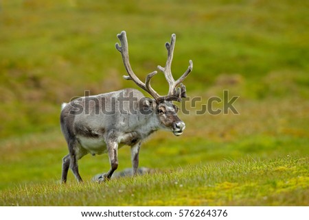 Nature from north of Europe. Reindeer, Rangifer tarandus, with massive antlers in the green grass, Svalbard, Norway. Wildlife scene from nature.
