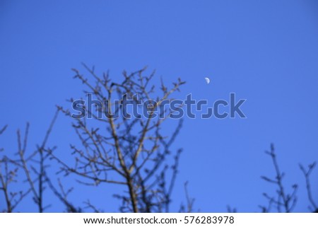 Moon in the blue sky, half moon, plum trees,