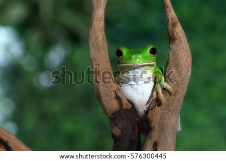 White lipped, tree frog on green leaves, White Lipped Tree Frog (Litoria infrafrenata)