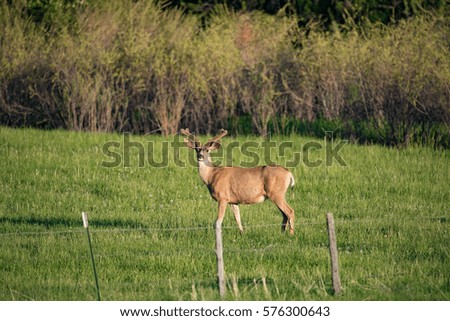 A buck Mule Deer with antlers covered in velvet grazes in a lush green field.