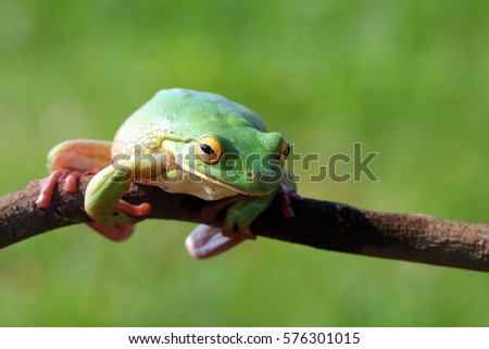 White lipped, tree frog on green leaves, White Lipped Tree Frog (Litoria infrafrenata)