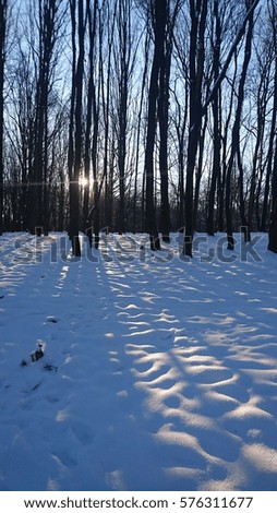 back light sunrise forest landscape in winter