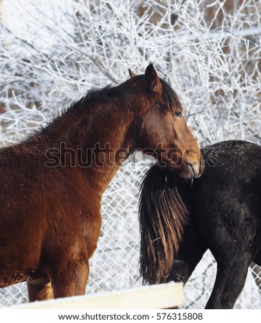 red and black horses standing in the snow in a paddock near the fence in the winter 