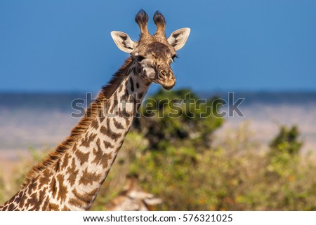 Giraffe in Kenya. Africa.
