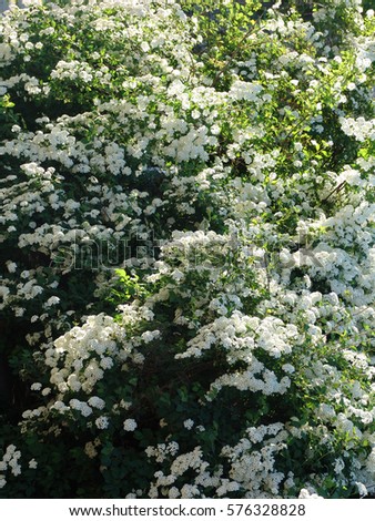 Spiraea alpine spring flower - white flowering shrub