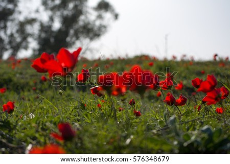 Red anemones bloom fields spring sunny day