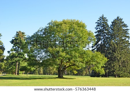 Green oak and pine tree in the park