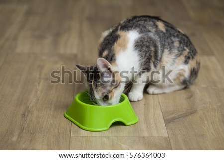 Cat finishing her meal