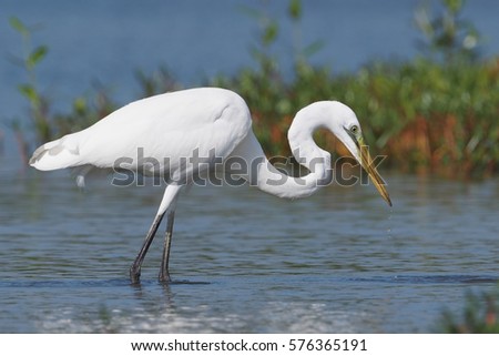 GREAT EGRET Royalty-Free Stock Photo #576365191