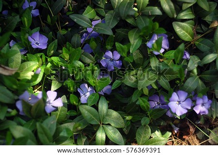 Vinca minor five-petalled. Periwinkle plant with green leaves and blue flowers
