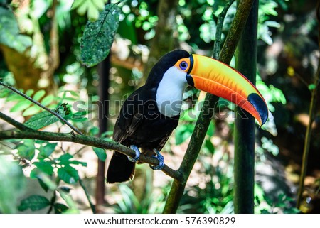The Toco Toucan sitting on the branch of the tree in Iguacu National Park of the Iguazu Falls, one of the worlds largest and most impressive waterfalls, Foz de Iguacu, Parana State, Brazil