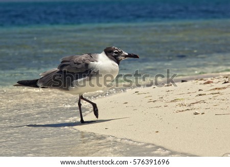Image of a seagull walking in the seashore in a blue sea background 