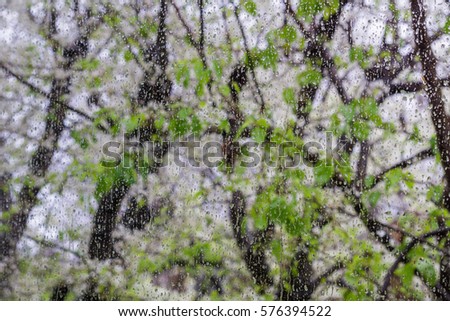 Raindrops on a window; blooming trees in the background, California