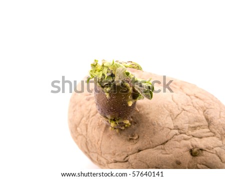Closeup picture of sprouting potato on white background