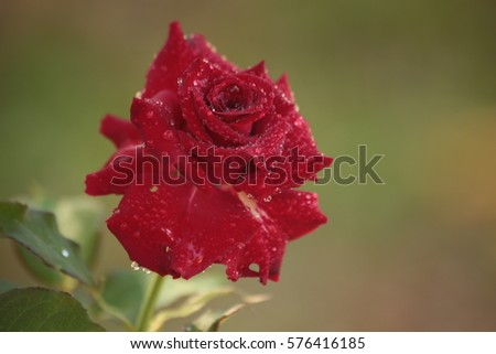 Rose : Single  Red roses and dew drops wet on the tree