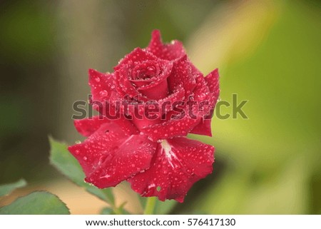 Rose : Single  Red roses and dew drops wet on the tree
