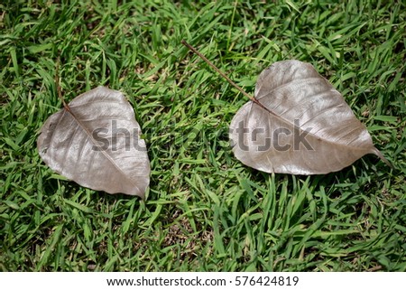 Bo leaf on the grass - Stock image