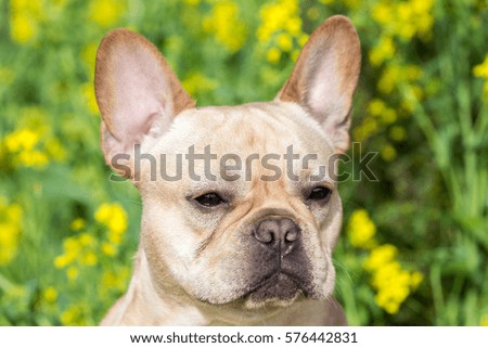 Young French Bulldog Headshot in wildflowers background in springtime in Northern California. 