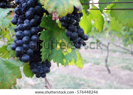 Grape vineyard farm