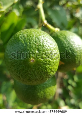 lemon green 