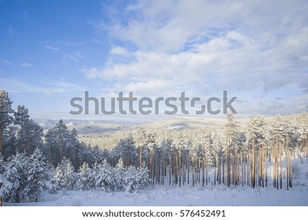 Beautiful scenery of a winter forest. Trees covered with snow, and it's very cold outside.