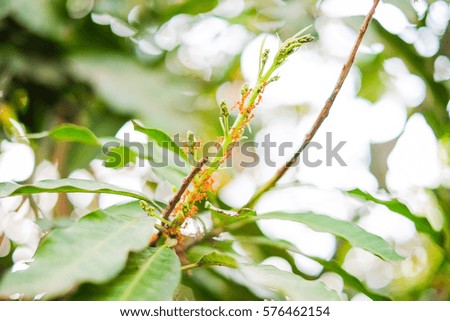 The red ants on the mango tree with branch and leaf for background or texture.