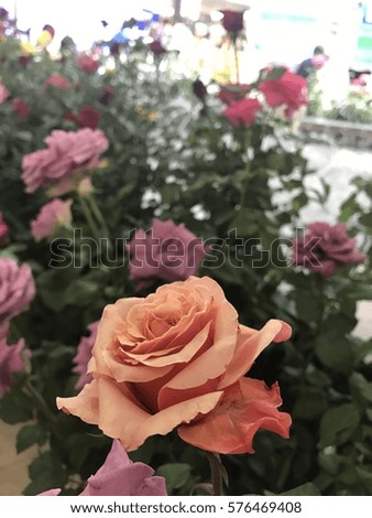 Roses in the garden are a variety of colors