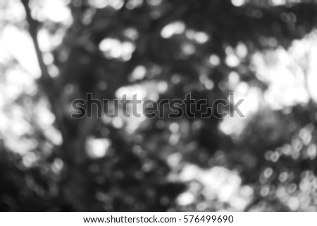 Picture blurred  for background abstract and can be illustration to article of forest trees